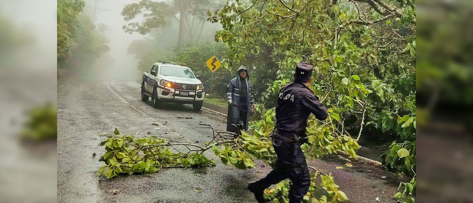 Agentes colaboran en retirar árbol que cayó en Jayaque por lluvias de esta tarde
