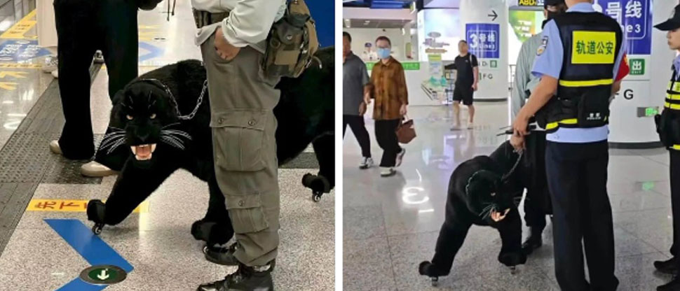 “Pantera negra” sorprende a pasajeros en el metro de Jinan, China