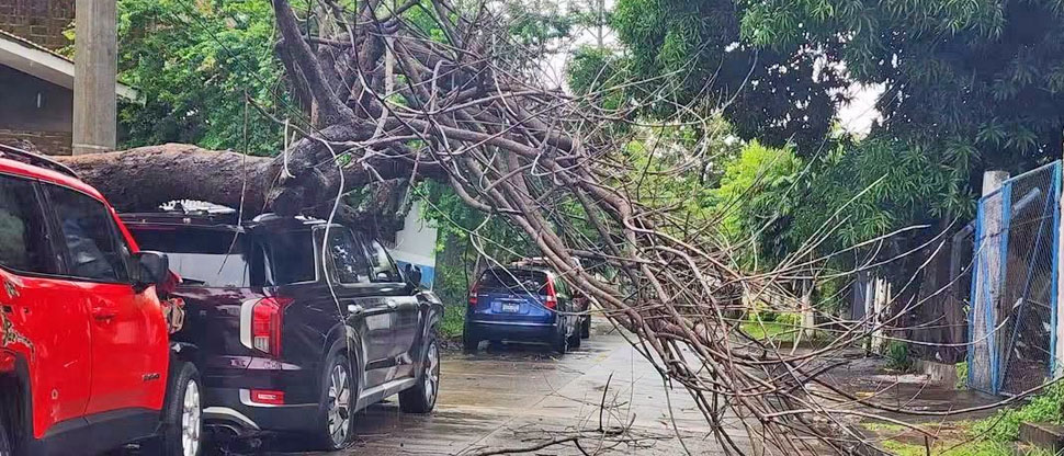 Árbol se desploma y cae sobre vehículo estacionado en Acajutla
