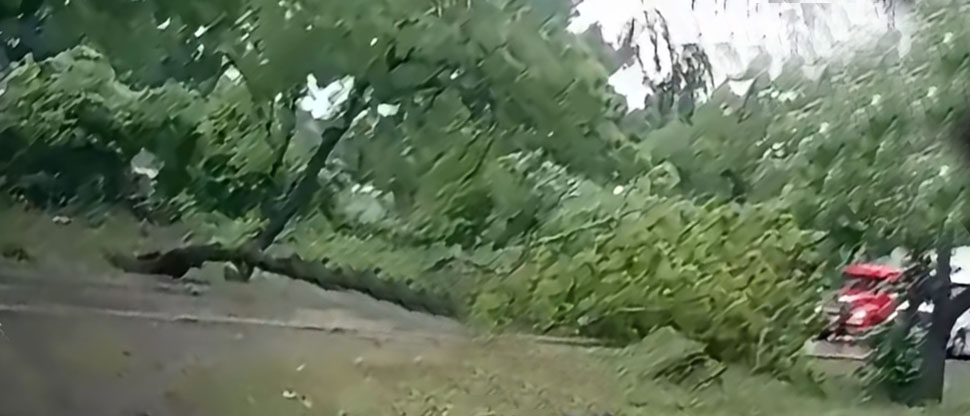 Árbol de gran tamaño se desploma y boquea paso vehicular en carretera Panamericana