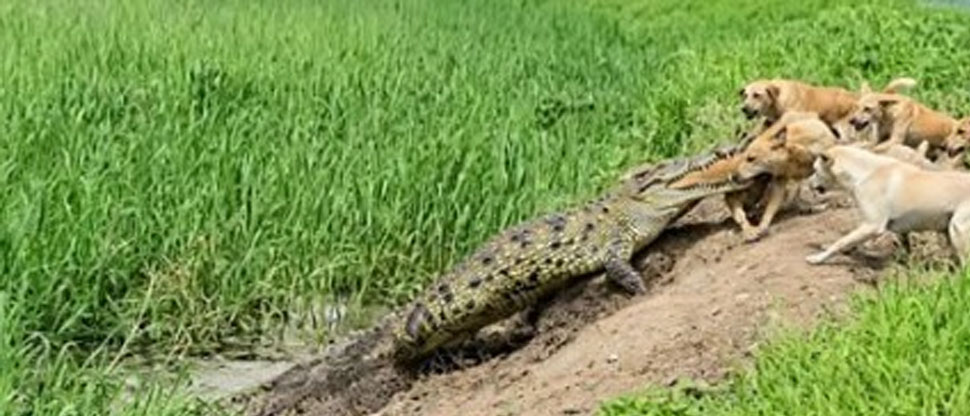 Lagarto enfrenta a varios perros y el reptil termina comiéndose a uno de ellos