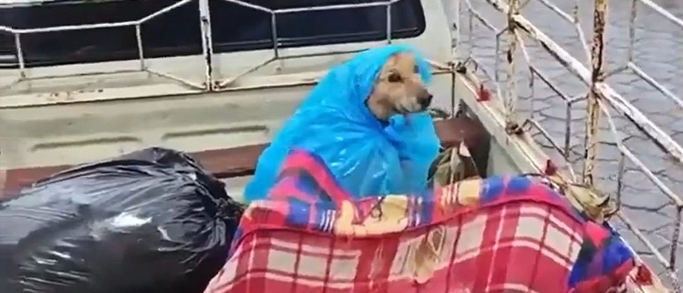 Familia protege a su perrito de las lluvias tras evacuaciones por ciclón en México