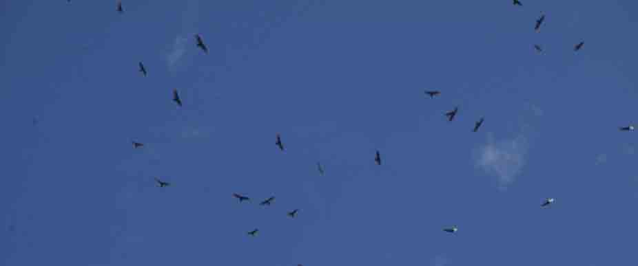 Aparecen azacuanes en los cielos de Antiguo Cuscatlán