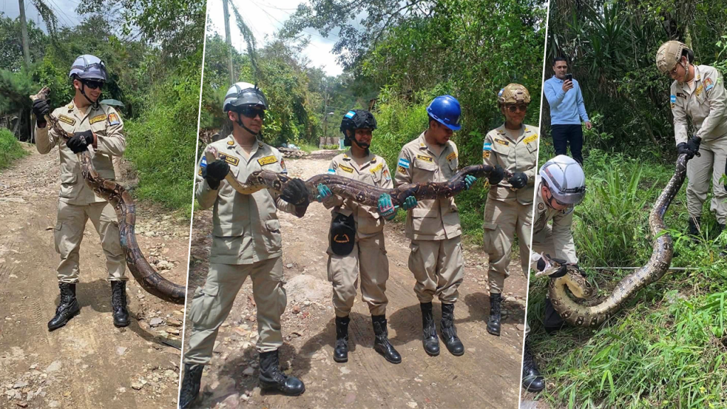 Boa de cuatro metros siembra el pánico en una aldea de Honduras