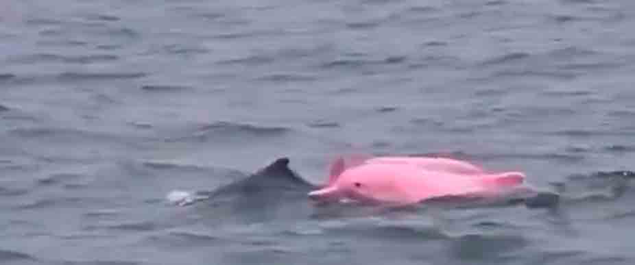 Graban a dos delfines rosados