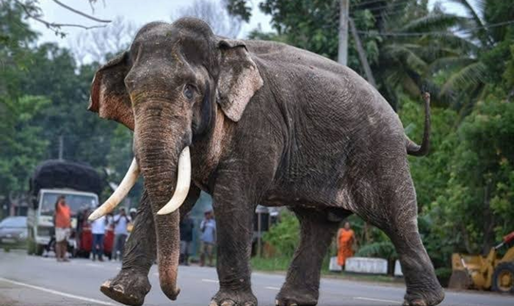 Muere Kavantissa, considerado el elefante salvaje más grande de Sri Lanka