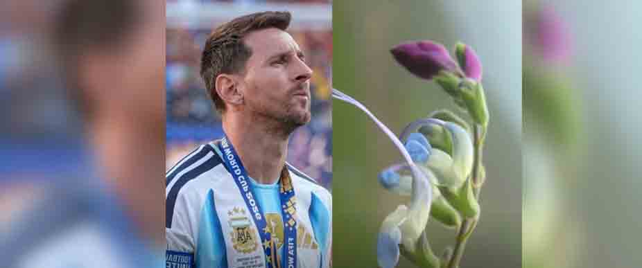 Descubren una nueva planta en Perú llamada Messi