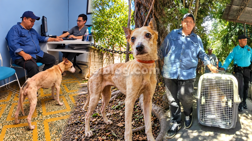 Atienden denuncia por el maltrato a una perrita en la colonia Zacamil