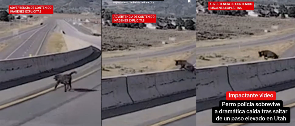 Perro policía sobrevive a caída desde un paso a desnivel en Utah