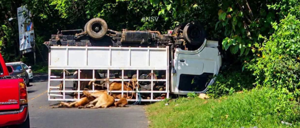 Camión con ganado vuelca y deja varios animales atrapados en San Vicente