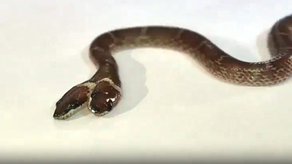 Reportan hallazgo de una serpiente de dos cabezas en La India